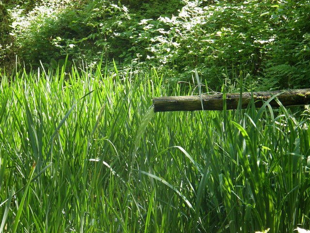 Der erhöhte Wasserzulauf sorgt für sauerstoffreiches Wasser und fügt sich natürlich in die Umgebung ein.