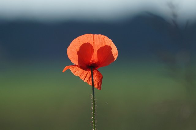 Solitär-Blüte.