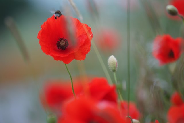 Rote Klatschmohn-Blüten wehen im Juni-Wind.