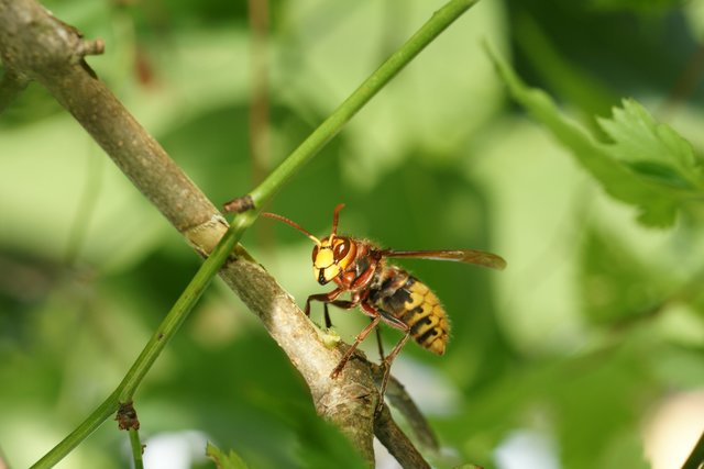 Hornisse im eigenen Garten im Odenwald