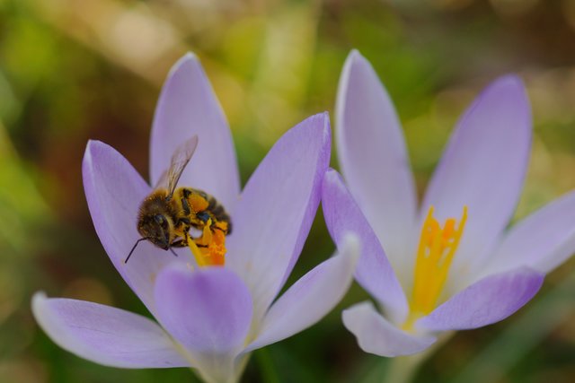 Echter Krokus, keine Herbstzeitlose- aber fast zum Verwechseln ähnlich, nur haben beide unterschiedliche Blüte-Zeiten.