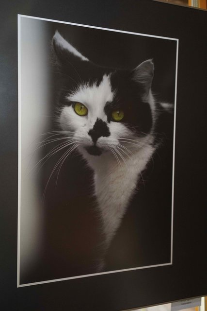 "Nachts sind alle Katzen grau!" - Wohl nicht ganz! - Ausdrucksstarkes Katzen-Porträt.