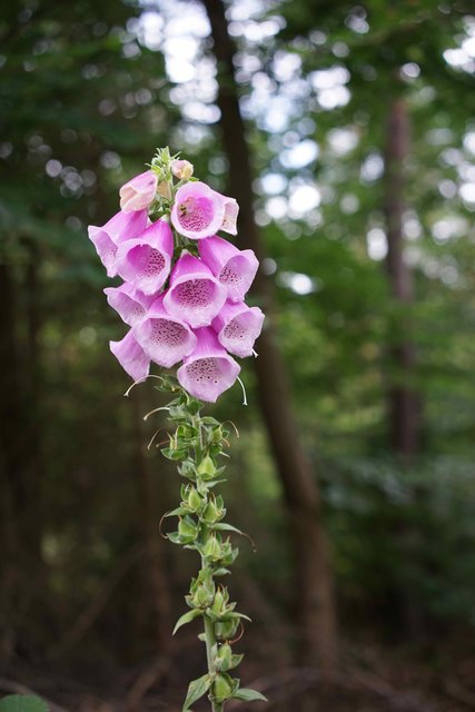 Fingerhut im Mainbullauer Wald  - symbolisch wie ein Fingerzeig auf die menschliche Verantwortung  für Umwelt, Natur und Gottes Schöpfung.