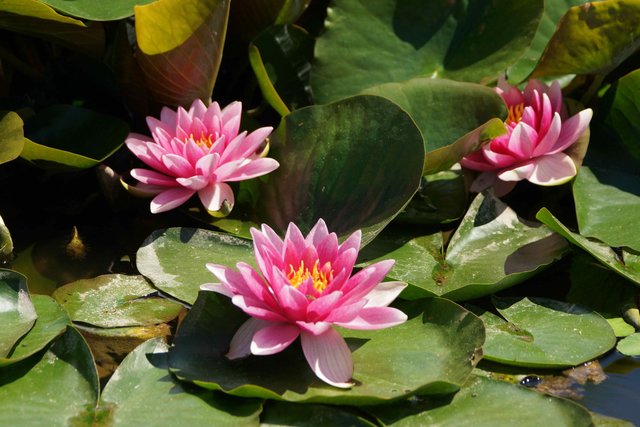 See-Rosen auf dem Mainbullauer Dorfweiher.