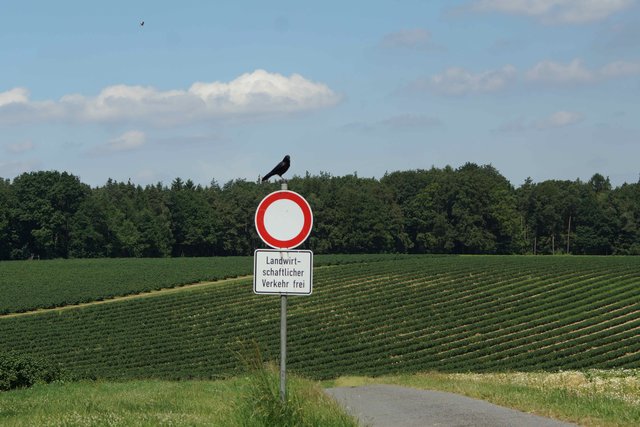 Wächter auf weiter Flur.