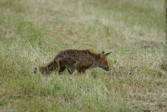 Es ist ein Fuchs! Der traut sich was! In wenigen Metern fahren Autos und Motorräder vorbei.  Außerdem stehen unweit von hier die ersten Häuser!