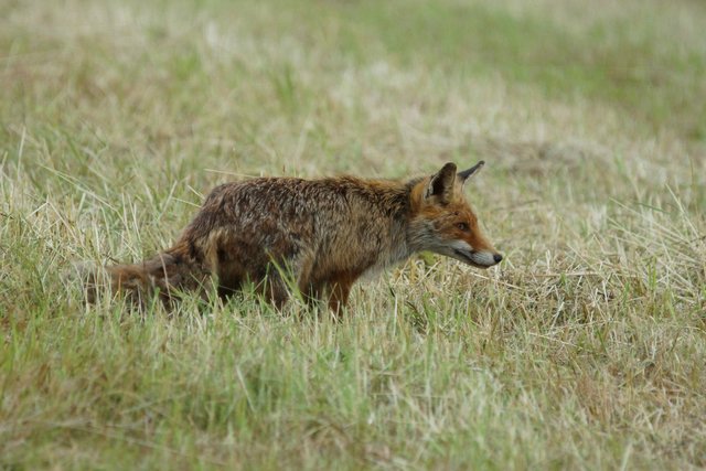 Großaufnahme: Hochkonzentriert wartet der Fuchs ...