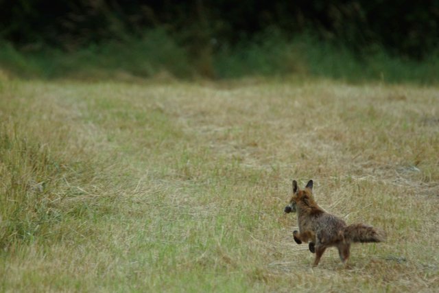 Also ab in Richtung ungemähtes Gras!