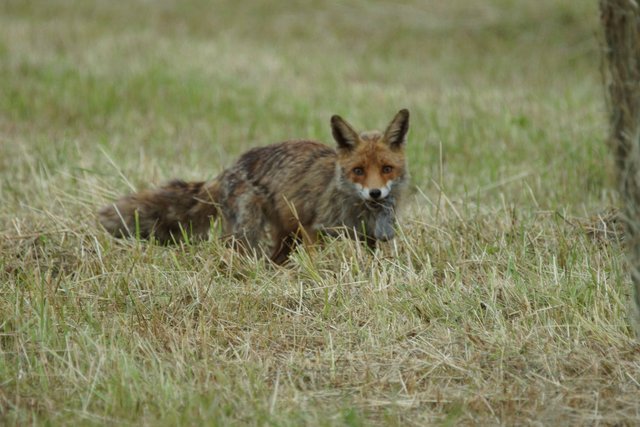 ... und schnappt zu.