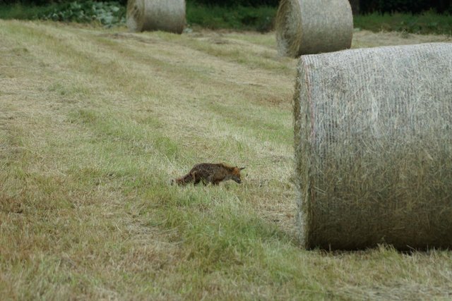 Immer noch unklar: Katze oder Fuchs.