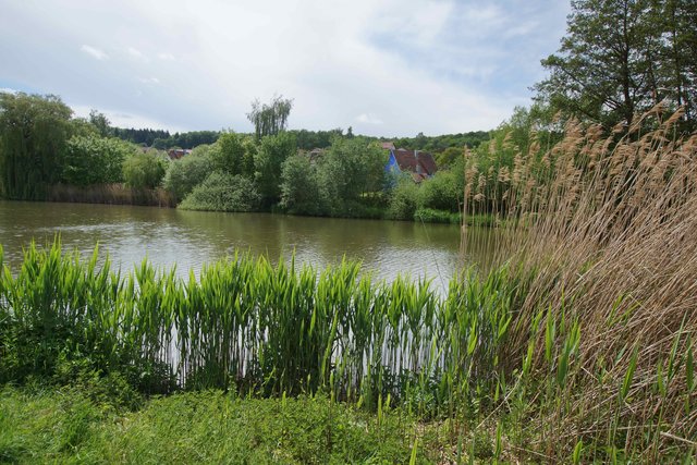Ein Lieblingsplatz  am Weiher unter vielen Ecken und Winkeln: nicht nur für Naturfreunde und Angler.