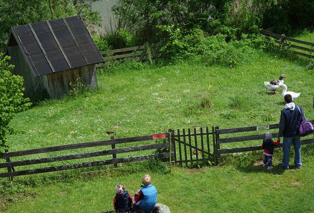 Selbst ein Gänsepaar fühlt sich hier wohl!