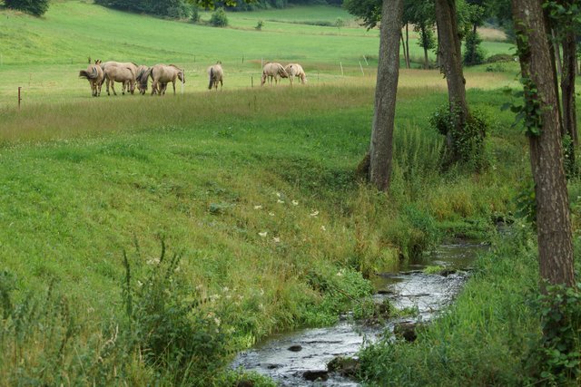 Pferde, Weideland und Wiesen im Kaltenbachtal
