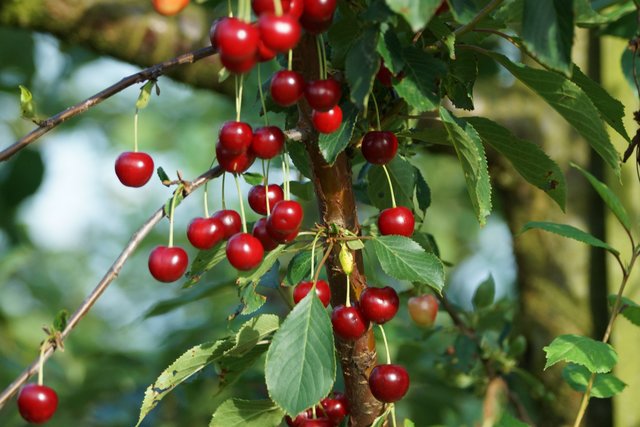 Reife Sauerkirschen in Windischbuchen in der dortigen Obstplantage