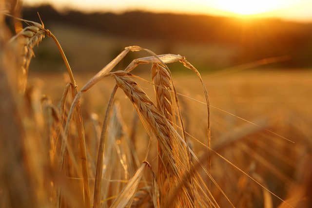 Ähren im Juli-Wind.