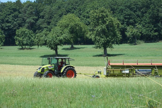 Rapsernte in Eichenbühl-Heppdiel.
