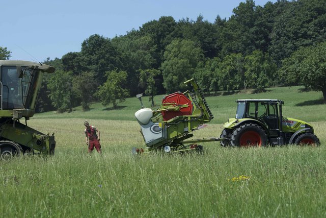 Rapsernte in Eichenbühl-Heppdiel.
