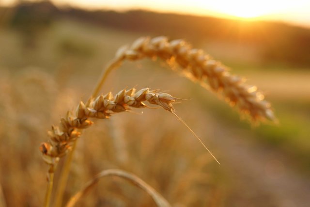 Getreide-Ähren an einem Juli-Abend bei Röllbach.