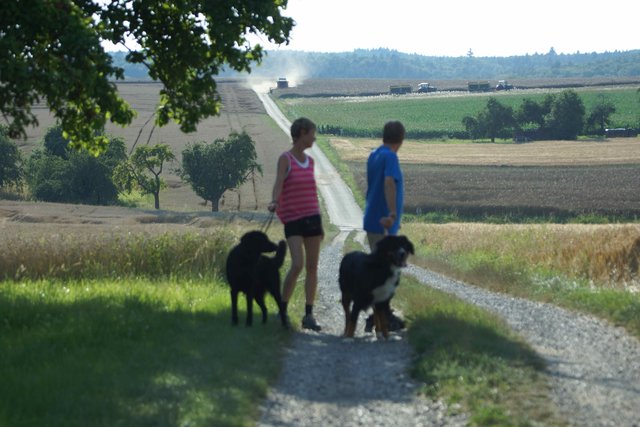 Getreide-Ernte bei Röllbach.