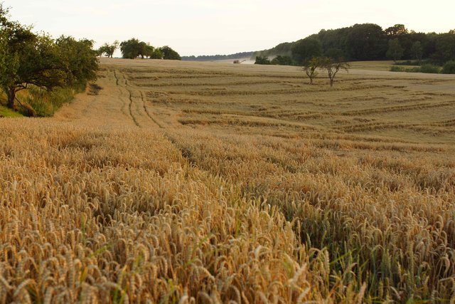 Getreide-Ernte am Rosshof zwischen Großheubach und Röllbach.