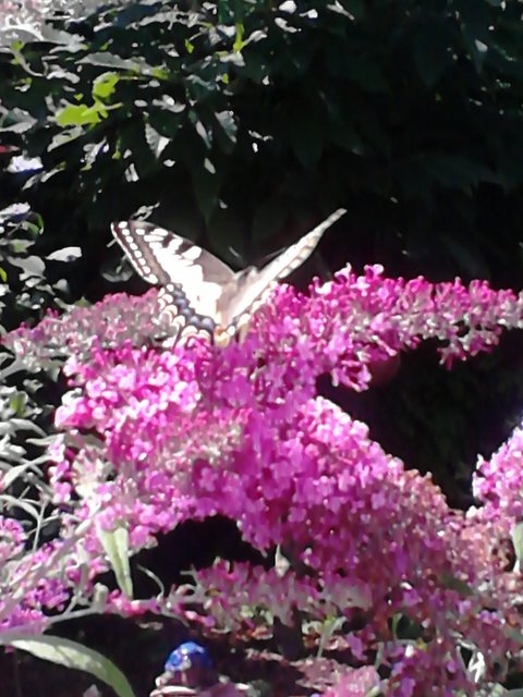wunderschöner Schmetterling in Faulbach