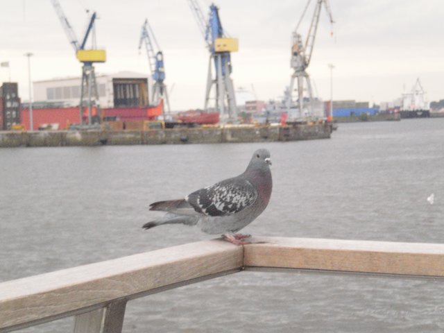 Fotogene Taube in Hamburg