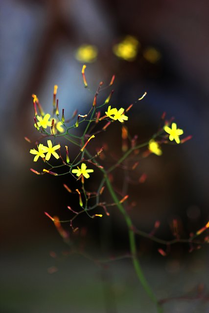 Mauerblume im Schwarzviertel Miltenberg