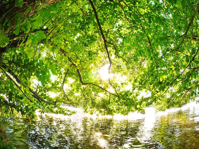 Sommer- relaxen unter einem Baum am Mainufer - Mainaue bei Sulzbach