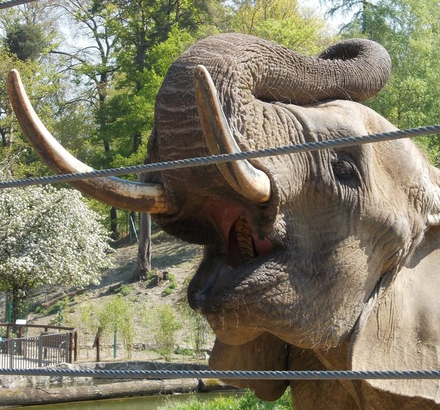 Opel Zoo 2014