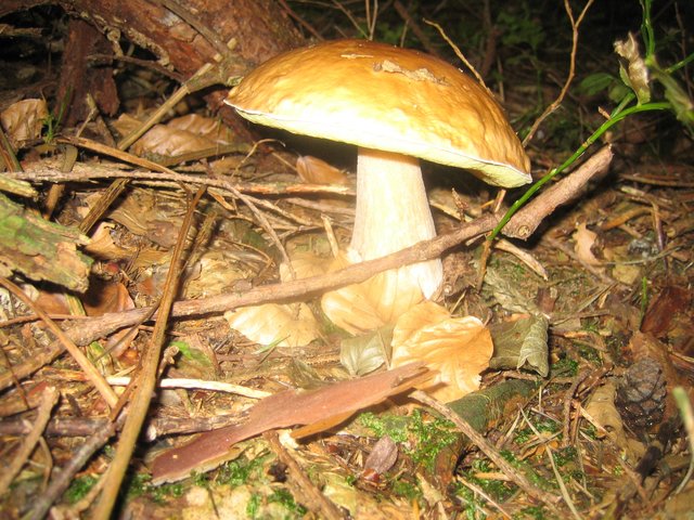 Pilzzeit im Mönchberger Wald