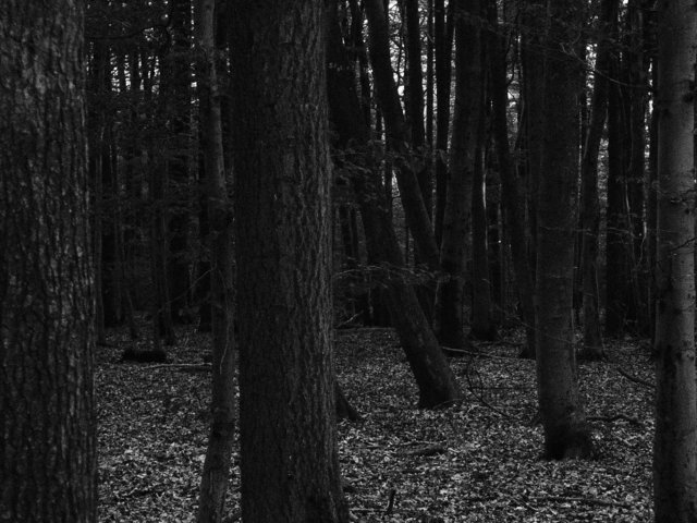 allein im dunklen Wald ...