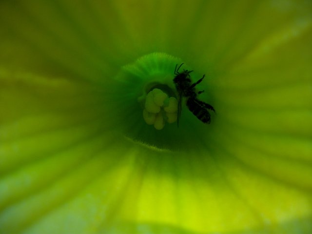 Biene in einer Kürbisblüte!