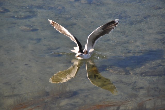 Spiegelbild einer Möwe