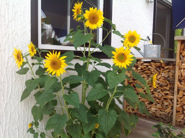 Meine Sonnenblumen