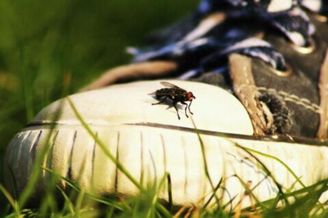 Die Sommerfliege