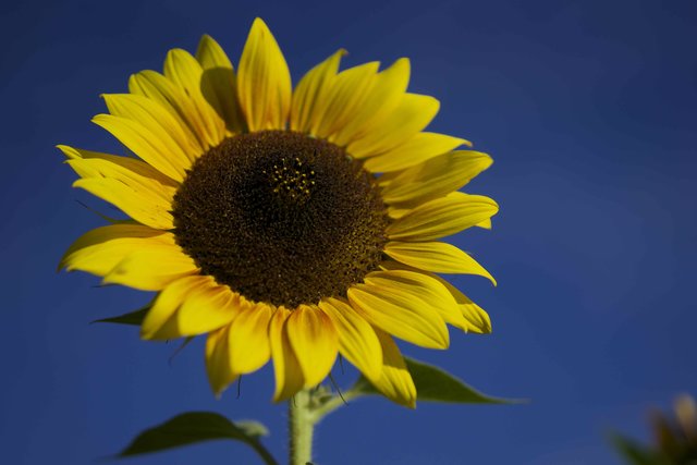 Sonnenblume in einem Bauerngarten in Windischbuchen