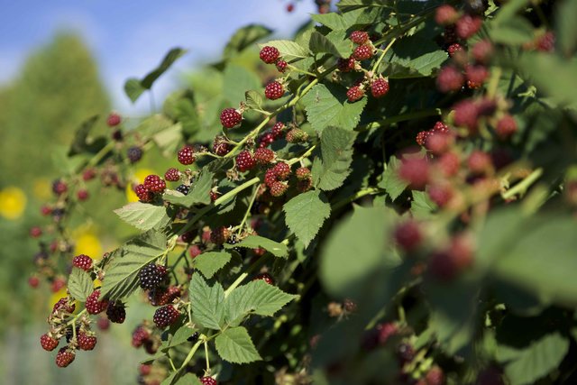 Brombeeren bei Windischbuchen