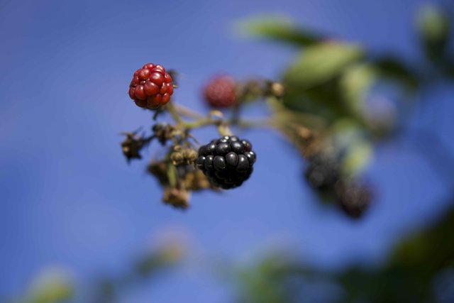 In einem Bauerngarten in Windischbuchen ==> Sommer: Brombeerzeit