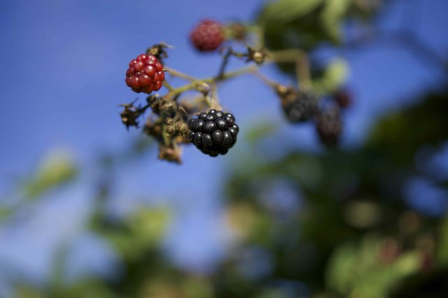Brombeeren in einem Bauerngarten
