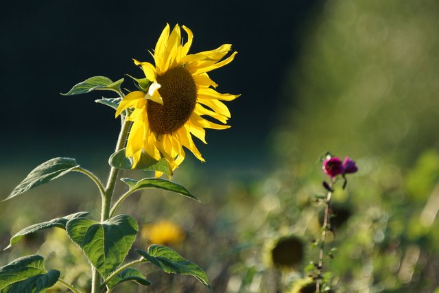 Sonnenblume im Odenwald bei Wenschdorf.