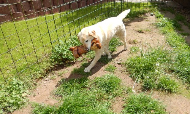 Balu's Geburtstagsknochen, soooo saftig und oberlecker...