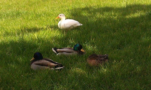 Enten-Siesta...