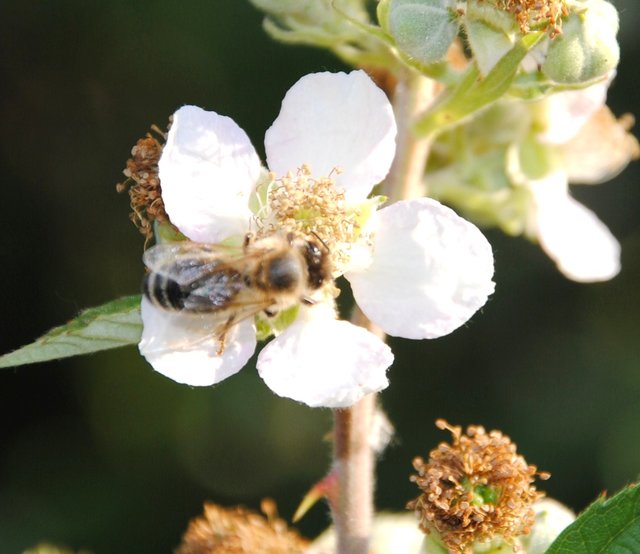 Brombeersträucher sind wie ein Schlaraffenland für Bienen.