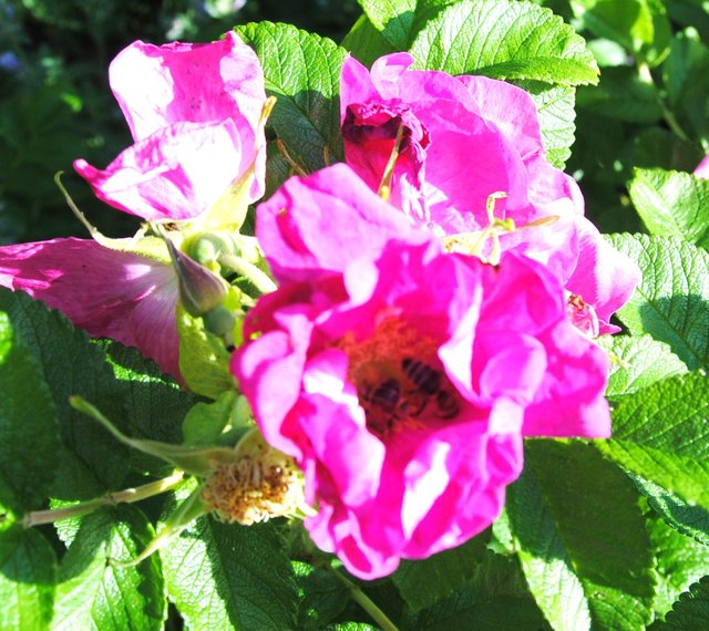 Wildblumen oder Wildrosen sind eine wichtige Nahrungsquelle für Bienen im Spätsommer