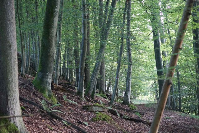 Schöne Waldwege gibt es am Kaltenbachtal-Hang oberhalb der Höhle "Schwarzer Stein".