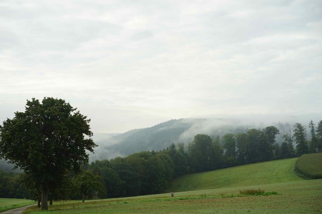 Auf ins Kaltenbachtal! Gesehen am Ullmer-Kreuz bei Heppdiel.