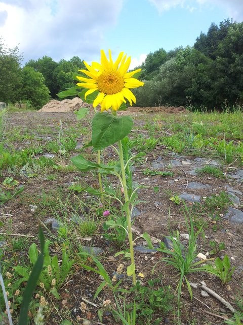 Sonnenblume auf Grüngutumladeplatz in Bischofshein/Rhön.