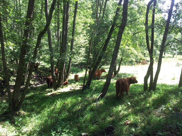 Im Schatten kann man es aushalten. Rinder in der Rhön beim Spaziergang gesehen.