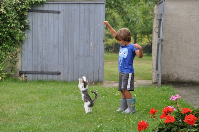Spaß mit Nachbars Katze