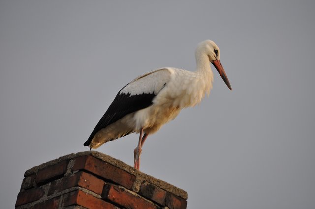 Storch auf dem Dach